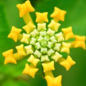 Aliquam erat volutpat