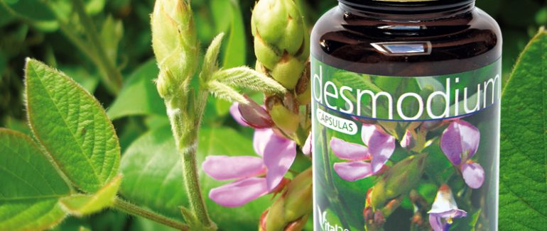 Desmodium