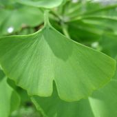 Ginkgo biloba