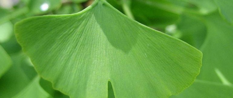 Ginkgo biloba