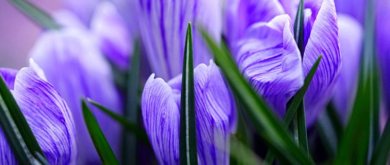 Un nuevo metaanálisis avala la seguridad y eficacia del azafrán (Crocus sativus L.) en el tratamiento de la depresión leve a moderada.